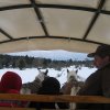 Balade avec des chevaux Comtois