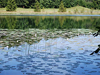 Nénuphars au lac du Petit Maclu